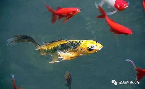 養(yǎng)了半年的觀賞魚依舊怕人？從躲藏到親近的完整指南