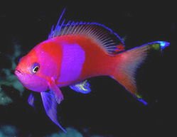 色彩繽紛的海水觀賞魚 03 常見品種養(yǎng)護(hù)指南