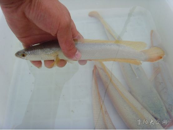 探秘樂至白烏魚 從觀賞魚到地理標(biāo)志珍品
